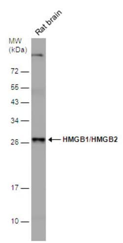 Invitrogen HMGB1/HMGB2 Polyclonal Antibody 100 &mu;L; Unconjugated:Antibodies,