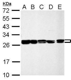 Invitrogen HMGB1/HMGB2 Polyclonal Antibody 100 &mu;L; Unconjugated:Antibodies,
