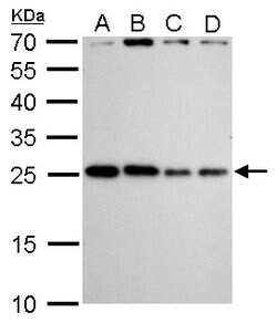 Invitrogen HMGB2 Polyclonal Antibody 100 &mu;L; Unconjugated:Antibodies,