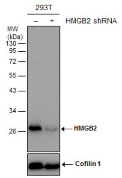 Invitrogen HMGB2 Polyclonal Antibody 100 &mu;L; Unconjugated:Antibodies,