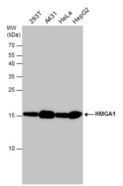 HMGA1 Polyclonal Antibody:Antibodies, Polyclonal