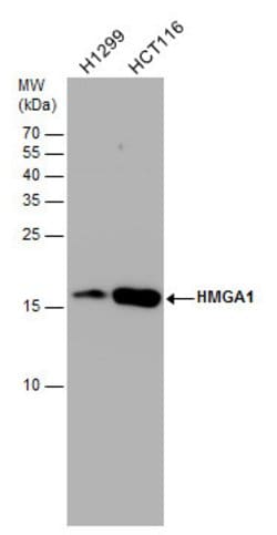 Invitrogen HMGA1 Polyclonal Antibody 100 &mu;L; Unconjugated:Antibodies,