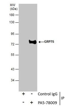 Invitrogen HSPA9 Polyclonal Antibody 100 &mu;L; Unconjugated:Antibodies,