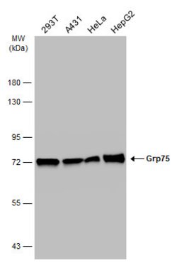 Invitrogen HSPA9 Polyclonal Antibody 100 &mu;L; Unconjugated:Antibodies,
