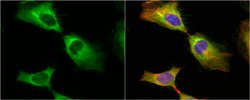 Invitrogen HSP27 Polyclonal Antibody 100 &mu;L; Unconjugated:Antibodies,