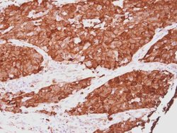 Invitrogen HSP27 Polyclonal Antibody 100 &mu;L; Unconjugated:Antibodies,