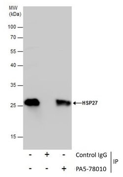 Invitrogen HSP27 Polyclonal Antibody 100 &mu;L; Unconjugated:Antibodies,