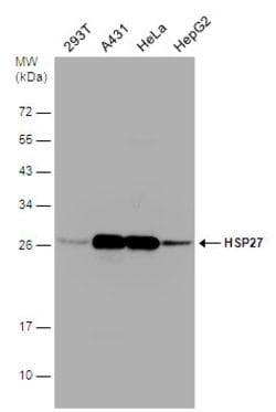 Invitrogen HSP27 Polyclonal Antibody 100 &mu;L; Unconjugated:Antibodies,