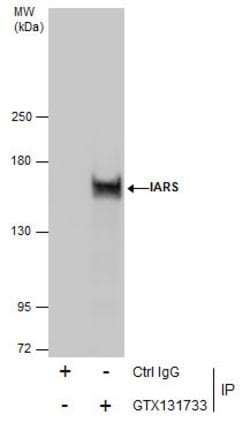 Invitrogen IARS Polyclonal Antibody 100 &mu;L; Unconjugated:Antibodies,
