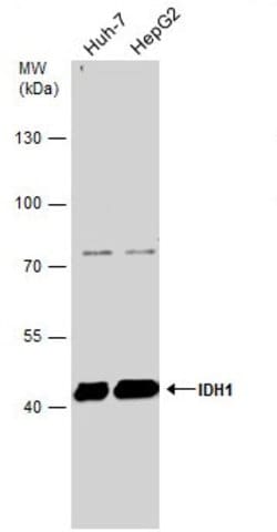 Invitrogen IDH1 Polyclonal Antibody 100 &mu;L; Unconjugated:Antibodies,