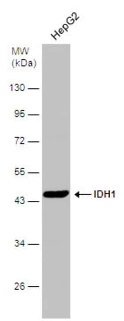 Invitrogen IDH1 Polyclonal Antibody 100 &mu;L; Unconjugated:Antibodies,