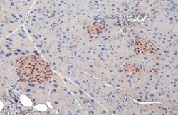 Invitrogen PDX1 Polyclonal Antibody 100 &mu;L; Unconjugated:Antibodies,