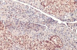 Invitrogen PDX1 Polyclonal Antibody 100 &mu;L; Unconjugated:Antibodies,