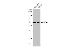 Invitrogen PDX1 Polyclonal Antibody 100 &mu;L; Unconjugated:Antibodies,