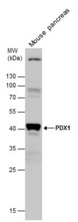 Invitrogen PDX1 Polyclonal Antibody 100 &mu;L; Unconjugated:Antibodies,