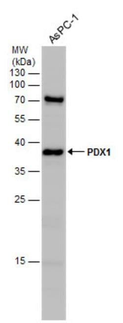 Invitrogen PDX1 Polyclonal Antibody 100 &mu;L; Unconjugated:Antibodies,