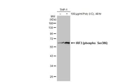 Invitrogen Phospho-IRF3 (Ser386) Polyclonal Antibody 100 &mu;L; Unconjugated:Antibodies,