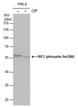 Invitrogen Phospho-IRF3 (Ser386) Polyclonal Antibody 100 &mu;L; Unconjugated:Antibodies,