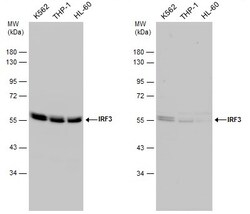 Invitrogen IRF3 Polyclonal Antibody 100 &mu;L; Unconjugated:Antibodies,