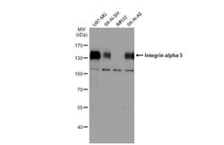 ITGA5 Polyclonal Antibody:Antibodies, Polyclonal