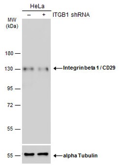 Invitrogen ITGB1 Polyclonal Antibody 100 &mu;L; Unconjugated:Antibodies,