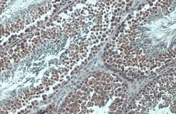 Invitrogen KPNB1 Polyclonal Antibody 100 &mu;L; Unconjugated:Antibodies,