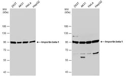 Invitrogen KPNB1 Polyclonal Antibody 100 &mu;L; Unconjugated:Antibodies,