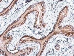Invitrogen Pan Ras Polyclonal Antibody 100 &mu;L; Unconjugated:Antibodies,