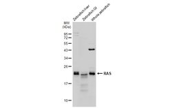 Invitrogen Pan Ras Polyclonal Antibody 100 &mu;L; Unconjugated:Antibodies,