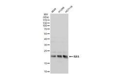 Invitrogen Pan Ras Polyclonal Antibody 100 &mu;L; Unconjugated:Antibodies,