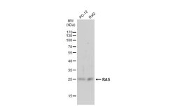 Invitrogen Pan Ras Polyclonal Antibody 100 &mu;L; Unconjugated:Antibodies,