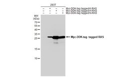 Invitrogen Pan Ras Polyclonal Antibody 100 &mu;L; Unconjugated:Antibodies,