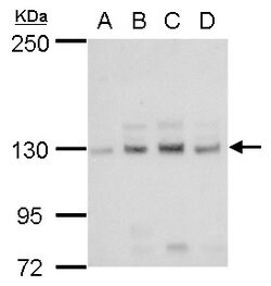 Invitrogen CD171 (L1CAM) Polyclonal Antibody 100 &mu;L; Unconjugated:Antibodies,