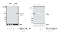 Invitrogen Phospho-LCK (Tyr394) Polyclonal Antibody 100 &mu;L; Unconjugated:Antibodies,
