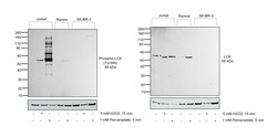 Invitrogen Phospho-LCK (Tyr394) Polyclonal Antibody 100 &mu;L; Unconjugated:Antibodies,