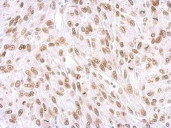 Invitrogen Lamin A/C Polyclonal Antibody 100 &mu;L; Unconjugated:Antibodies,