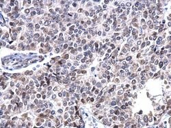 Invitrogen Lamin A/C Polyclonal Antibody 100 &mu;L; Unconjugated:Antibodies,