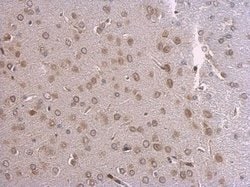 Invitrogen Lamin A/C Polyclonal Antibody 100 &mu;L; Unconjugated:Antibodies,