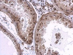 Invitrogen Lamin A/C Polyclonal Antibody 100 &mu;L; Unconjugated:Antibodies,