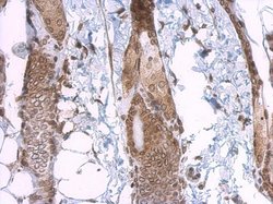 Invitrogen Lamin A/C Polyclonal Antibody 100 &mu;L; Unconjugated:Antibodies,