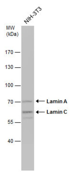 Invitrogen Lamin A/C Polyclonal Antibody 100 &mu;L; Unconjugated:Antibodies,