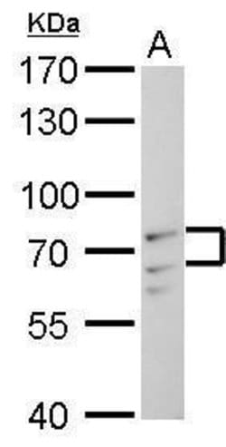 Invitrogen Lamin A/C Polyclonal Antibody 100 &mu;L; Unconjugated:Antibodies,