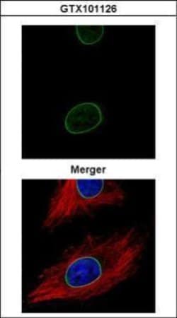 Invitrogen Lamin A/C Polyclonal Antibody 100 &mu;L; Unconjugated:Antibodies,