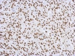 Invitrogen Lamin A/C Polyclonal Antibody 100 &mu;L; Unconjugated:Antibodies,