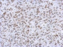 Invitrogen Lamin A/C Polyclonal Antibody 100 &mu;L; Unconjugated:Antibodies,