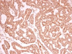 Invitrogen Lamin A/C Polyclonal Antibody 100 &mu;L; Unconjugated:Antibodies,
