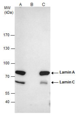 Invitrogen Lamin A/C Polyclonal Antibody 100 &mu;L; Unconjugated:Antibodies,