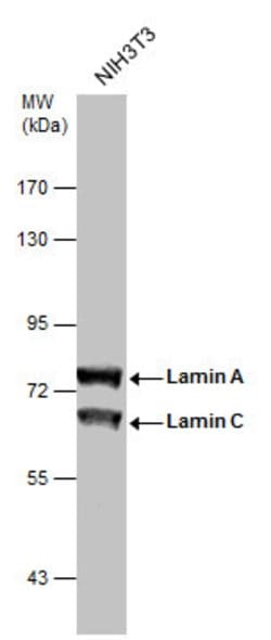 Invitrogen Lamin A/C Polyclonal Antibody 100 &mu;L; Unconjugated:Antibodies,