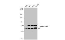 Invitrogen Lamin A/C Polyclonal Antibody 100 &mu;L; Unconjugated:Antibodies,