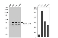 Invitrogen Lamin A/C Polyclonal Antibody 100 &mu;L | Buy Online | Invitrogen&trade; | Fisher Scientific